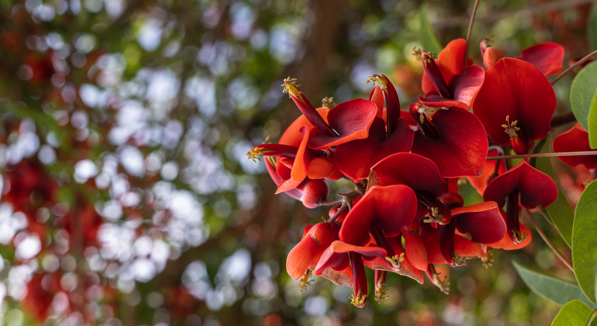 22 NOV | Día de la flor nacional, el ceibo