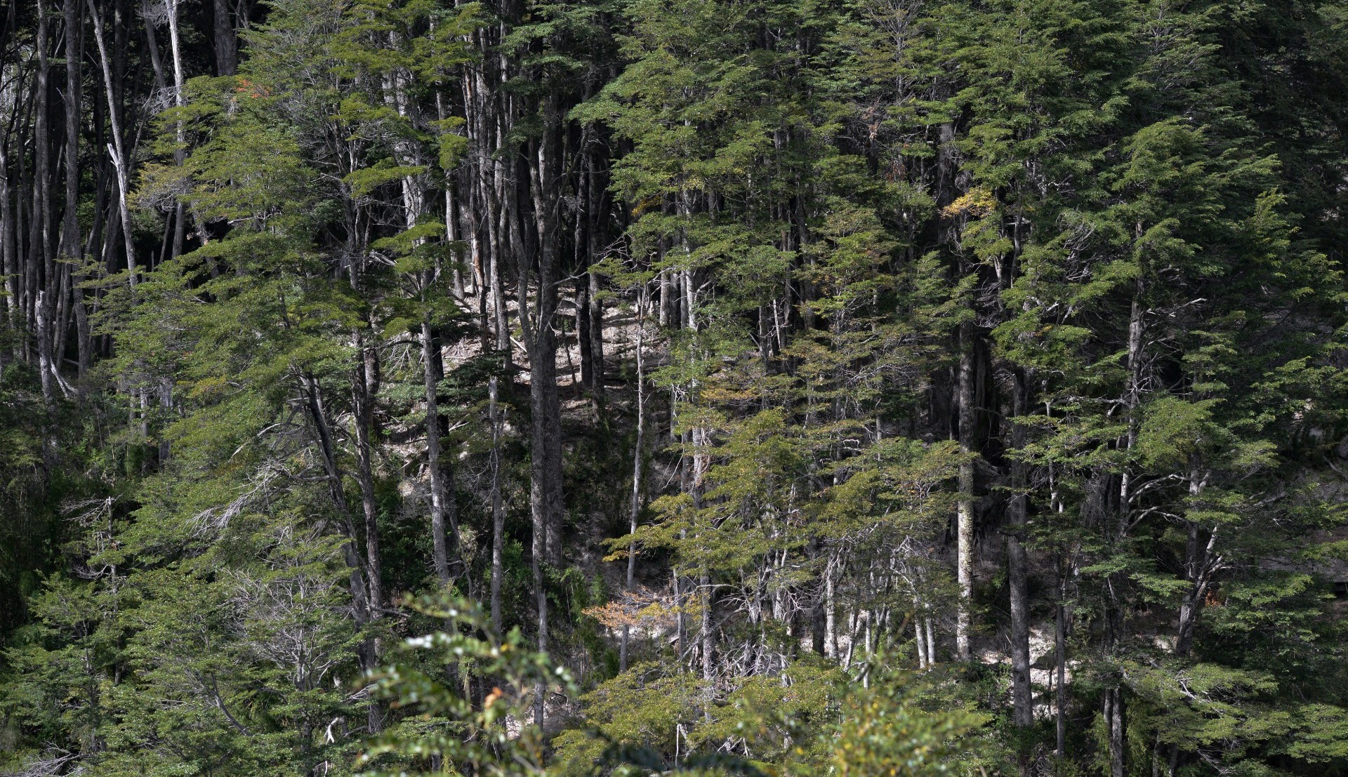 21 MAR | Día Internacional de los Bosques