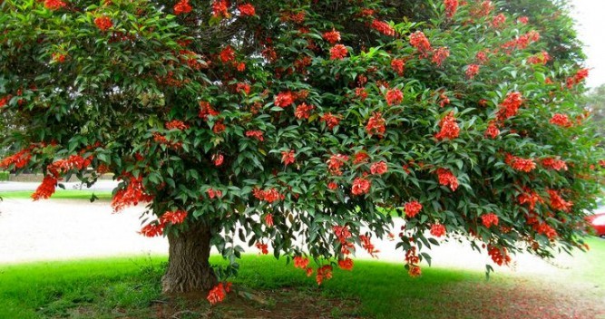 29 AGO | Día del Árbol