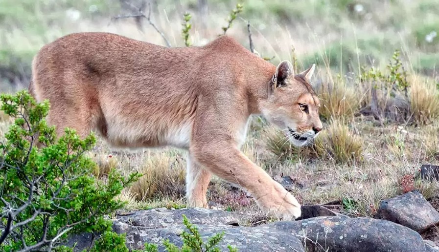 29 ABR | Día del Animal